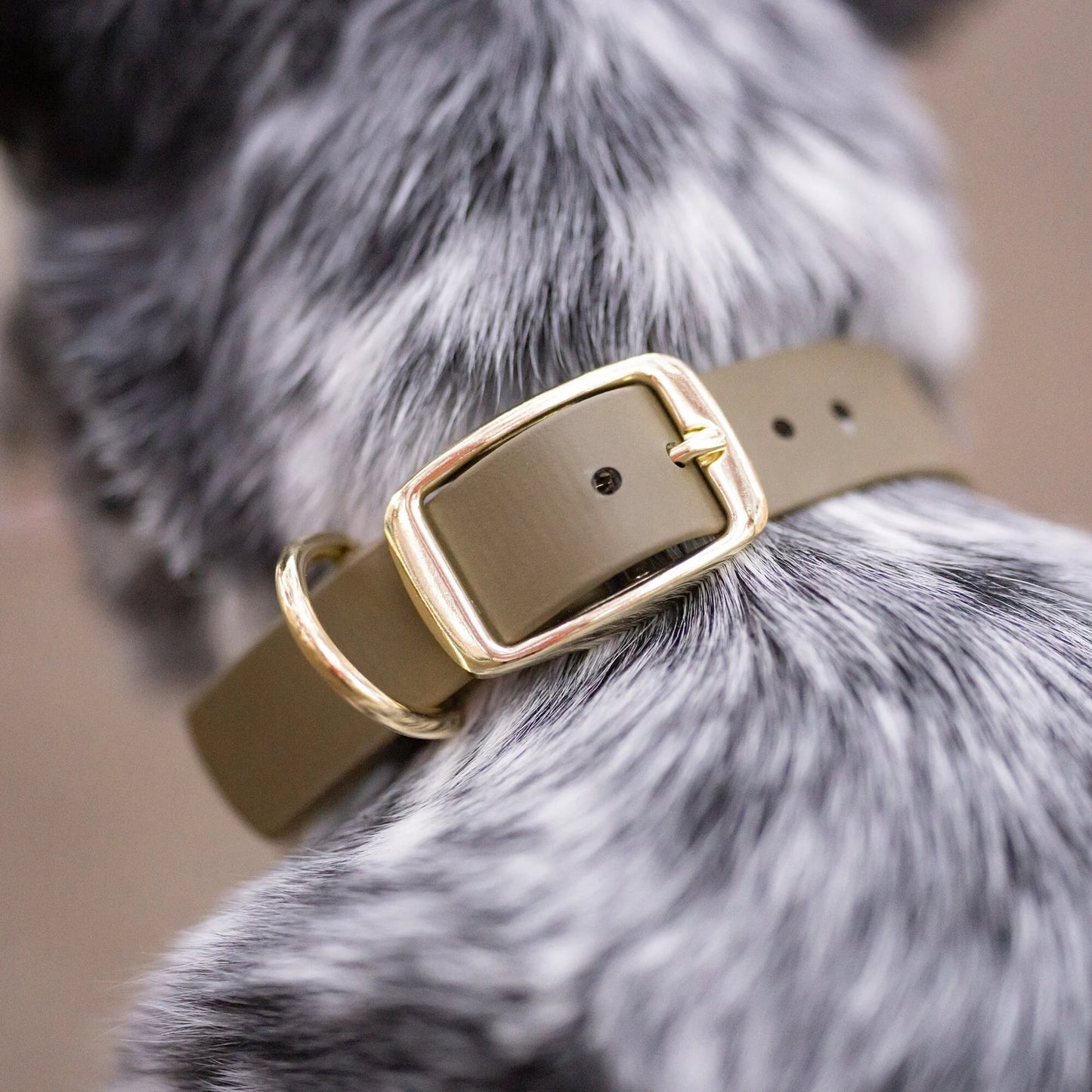Classic 1" Dog Collar