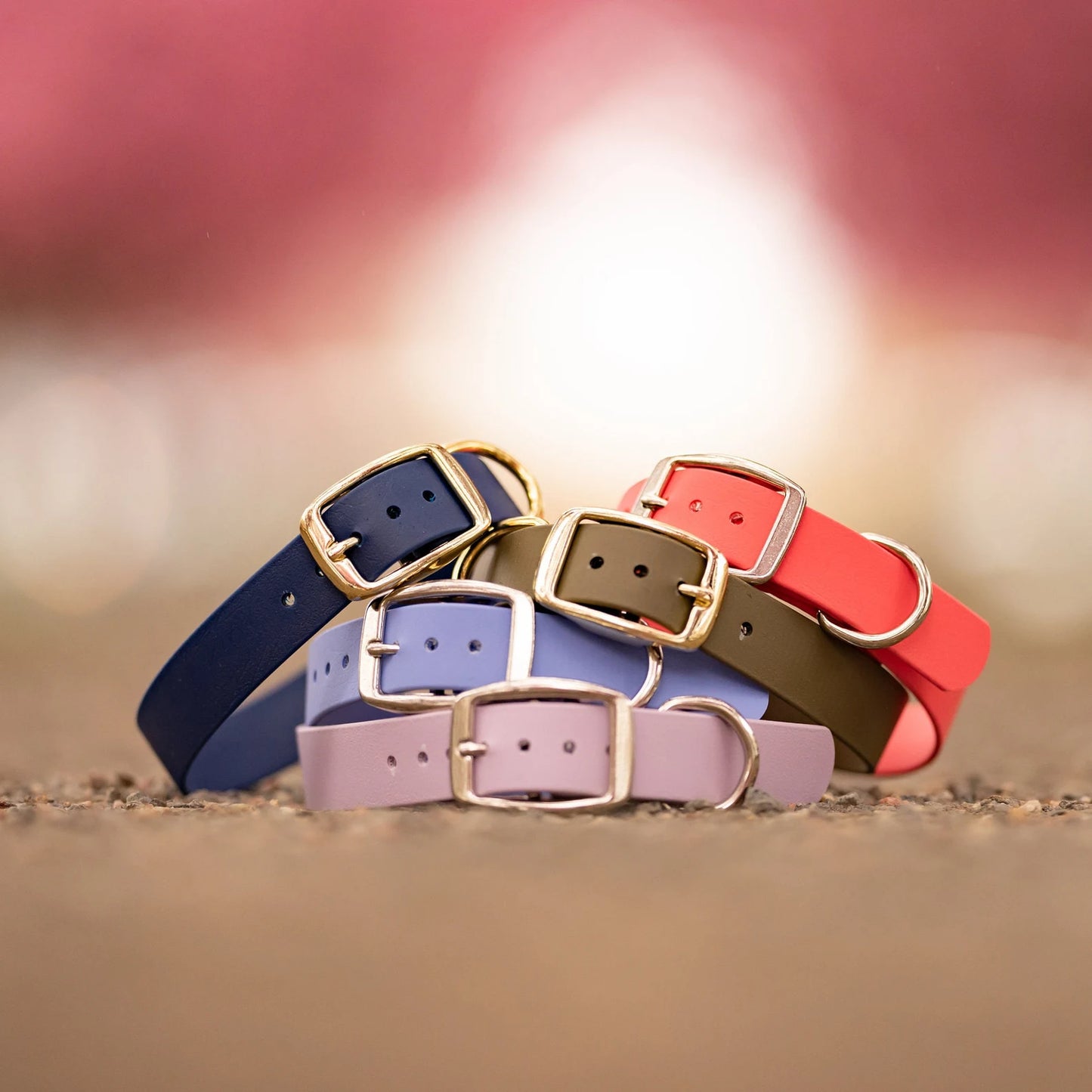 Classic 1" Dog Collar